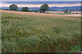 Field of barley, Auchtertyre, near Newtyle