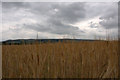 Wheatfield, East Camno, near Meigle