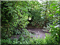 Nearly dry pond behind Horringer church