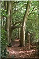 Footpath enters wood