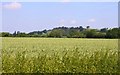 Cornfield by College Farm