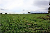 SE4199 : Field near East Harlsey by Paul Buckingham
