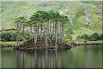 NM7882 : Island in Loch Eilt by John Allan