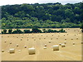 Harvested fields, West Dean