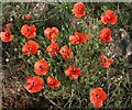 Poppies, Boscombe Down