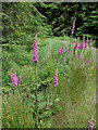 SN7053 : Foxgloves by the forest road by Roger  D Kidd