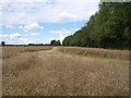 Field of rapeseed near Newton Tony