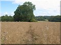 Footpath to Cholderton