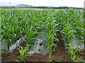 Maize grown under plastic in Aberdeenshire