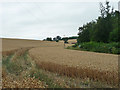 Valley with cornfield