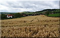 Wheat field above Fylingthorpe