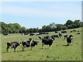 Cattle in a field near Temple Cloud