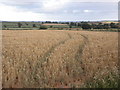 SS9100 : Field of Wheat, near Heathfield by Roger Cornfoot