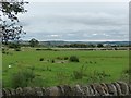 Pasture on the edge of Rowley