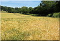 2010 : More barley east of Stowey