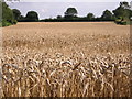 Wheatfield south of Stradbroke