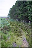NZ7501 : Track by Fence, Wintergill Plantation by Mick Garratt