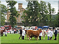 Judging at Perth Show