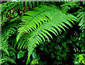 Ferns, Huntly, Banbridge