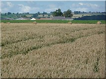 NZ2116 : 'Swiss rolls' by a wheat field by Christine Johnstone