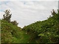 Bracken fringed footpath on Mynytho Common