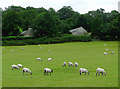 Sheep grazing north of Cellan, Ceredigion