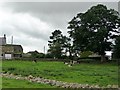 Grazing cattle in Arrathorne