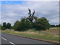 Suffering tree at Sudbury