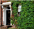 Door, window and creeper, Belfast