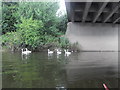 River Severn Under The Telford Way Road Bridge