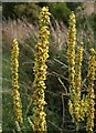 Mullein beside Allington Track