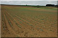 Market gardening, South Littleton