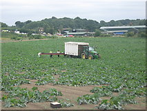 TQ4969 : Courgette Picking in Upper Ruxley by David Anstiss