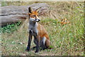 TQ3643 : Young Fox at the British Wildlife Centre, Newchapel, Surrey by Peter Trimming