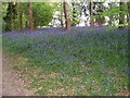 Bluebells in Lane Wood