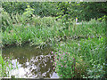 Overgrown canal near Brynderwen