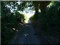 Shaded trackway above Ty-gwyn farm, Aberhosan