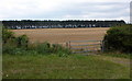 Field towards Whin Hill