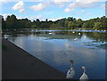 The Lake at Roath Park