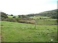 Wooded valley below Cefn-madryn