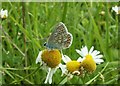 Female Common Blue Butterfly