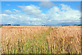 NH6262 : Field near Kinbeachie by Steven Brown