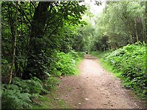 SJ5369 : Path, Delamere Forest by Richard Webb