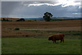 Highland cow at Burnside Farm, Stanley