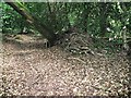 Holly tree in Egdean access land