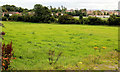 Surviving fields, Banbridge (7)