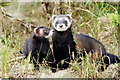 TQ3643 : Polecats at the British Wildlife Centre, Newchapel, Surrey by Peter Trimming