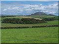 A woodland plantation at Cefnamlwch Home Farm