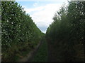 Saxon Shore Way in a large orchard near Highstead