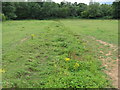 Field drainage channel running close to tributary of the River Rother